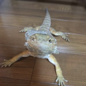 キノコが生えた ハウジング重兵衛