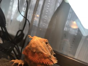 キノコが生えた ハウジング重兵衛